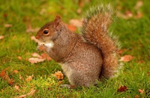 Emergency Squirrel Removal Atlanta GA | Perimeter Wildlife | Perimeter Wildlife Control