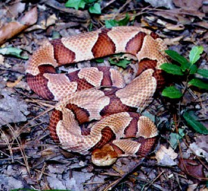 Emergency Snake Removal Atlanta Georgia | Perimeter Wildlife | Perimeter Wildlife Control