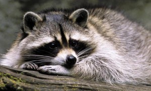 Raccoon Removal Atlanta Georgia|Perimeter Wildlife Control | Perimeter Wildlife Control