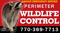 Rodent Infestations in Atlanta | Perimeter Wildlife Control | Perimeter Wildlife Control