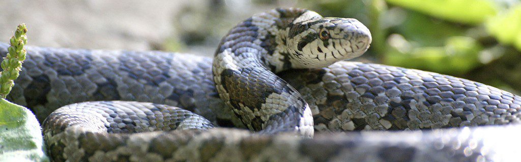 8 Tips For Dealing With A Snake|Perimeter Wildlife Control | Perimeter Wildlife Control