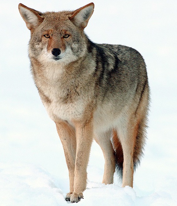 Atlanta Coyote Control: Are Coyotes on Your Property? | Perimeter Wildlife Control