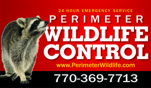24/7 Emergency Animal Removal Atlanta GA| Perimeter Wildlife | Perimeter Wildlife Control