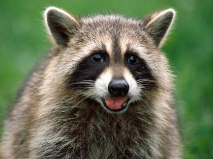 Raccoon Trapping by Perimeter Wildlife Control | Atlanta, Georgia