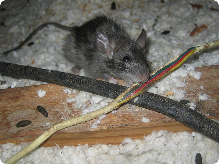 Rat Chew Electrical Wiring