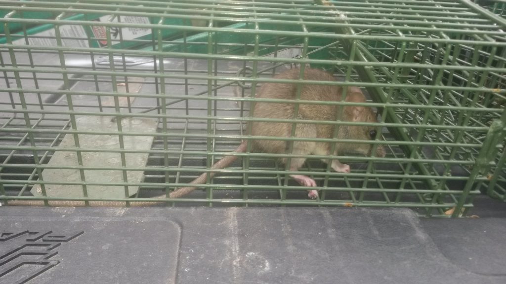 Rat Removal Atlanta GA