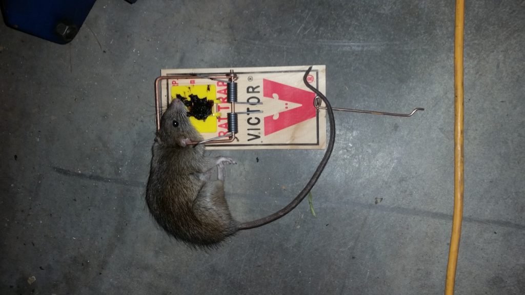 Rodent Trapping Atlanta Georgia