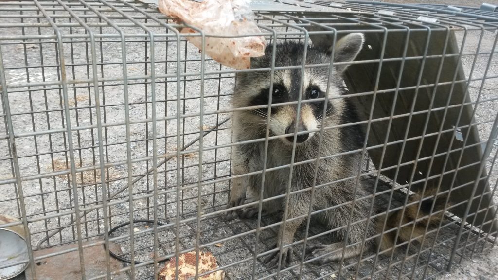 Prevent & Remove Raccoons in GA| Perimeter Wildlife Control | Perimeter Wildlife Control