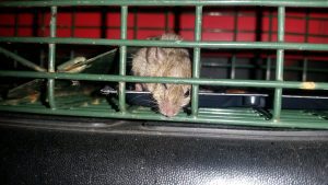 Atlanta's Troublesome Critters 2|Perimeter Wildlife Control | Perimeter Wildlife Control