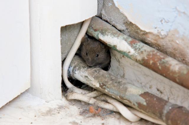 Pro Secrets For A DIY Rodent Exclusion | Perimeter Wildlife | Perimeter Wildlife Control