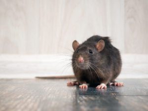 7 Signs Of A Rodent Problem | Perimeter Wildlife Control | Perimeter Wildlife Control