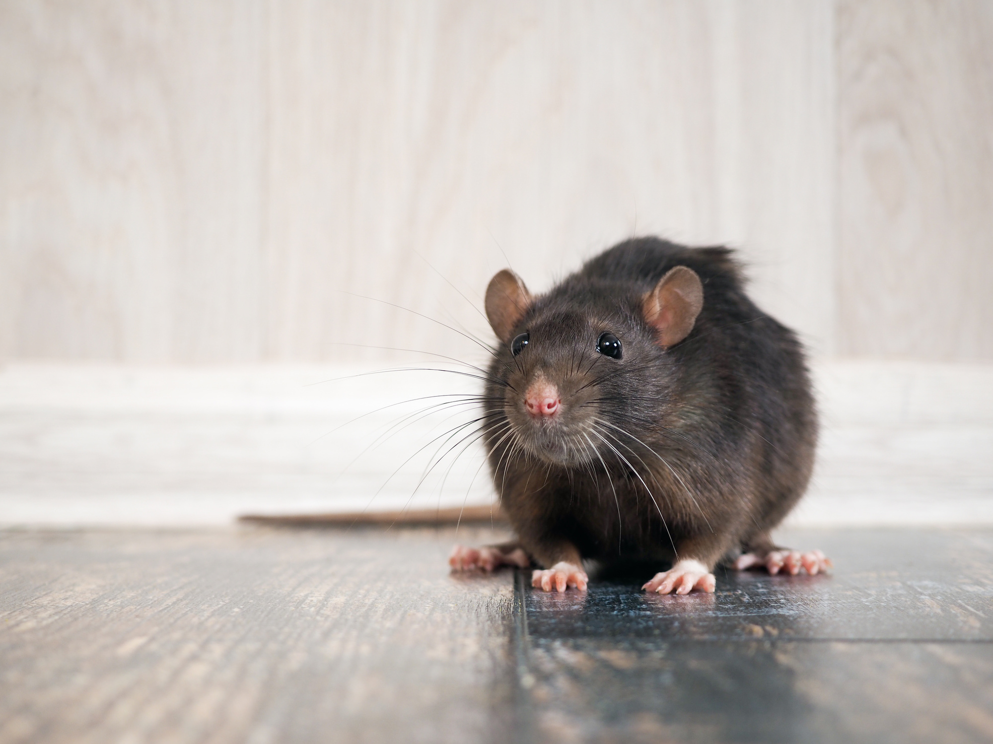 5 Tips for Hiring a Rodent Removal Service