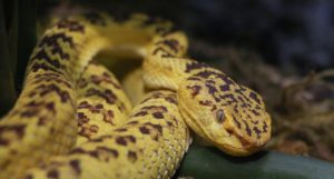 Snake Removal Atlanta Georgia