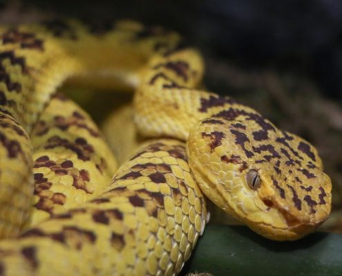 8 Tips For Dealing With A Snake|Perimeter Wildlife Control | Perimeter Wildlife Control
