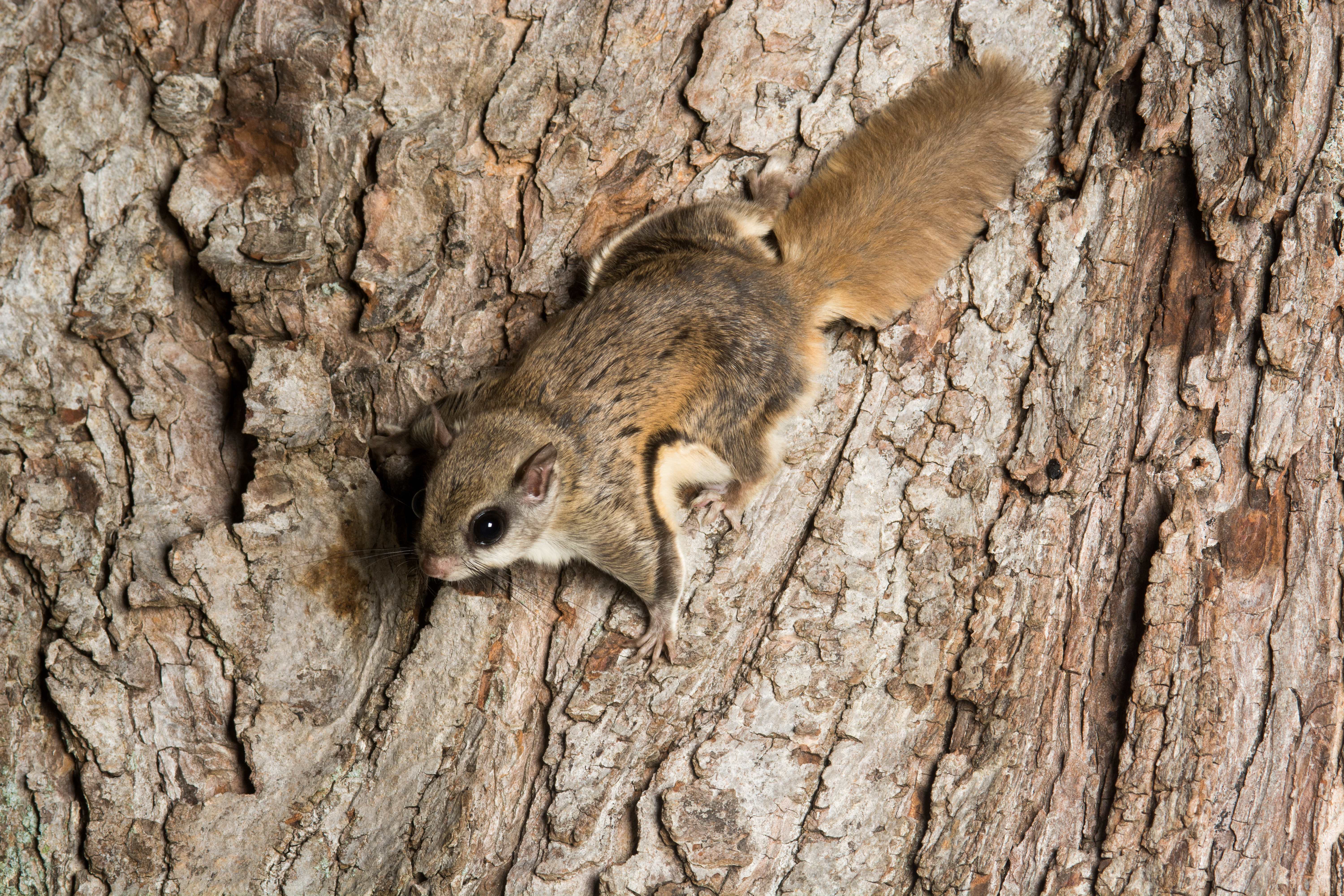 Flying Squirrels - Animal Trapper