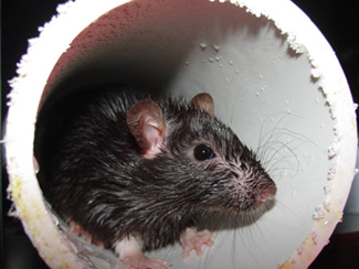 Professional Secrets For A DIY Rodent Exclusion – Part 2