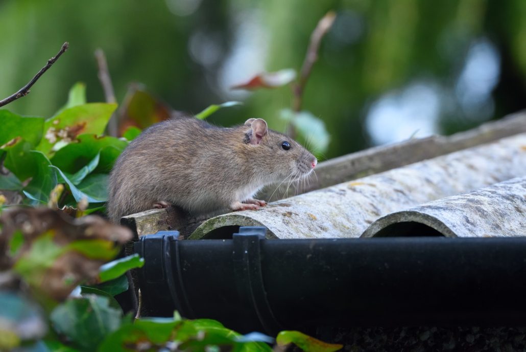 Rat & Rodent Removal Atlanta GA | Perimeter Wildlife Control | Perimeter Wildlife Control