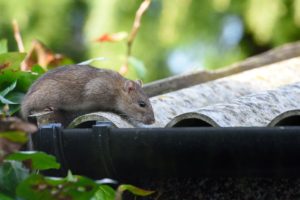 Squirrel Removal OR Rodent Control? | Perimeter Wildlife | Perimeter Wildlife Control