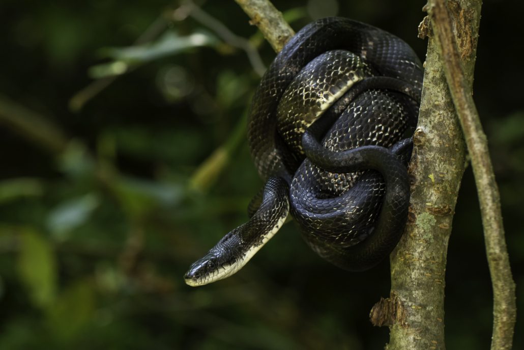 Signs of Snakes in Your Home or Garage | Perimeter Wildlife | Perimeter Wildlife Control