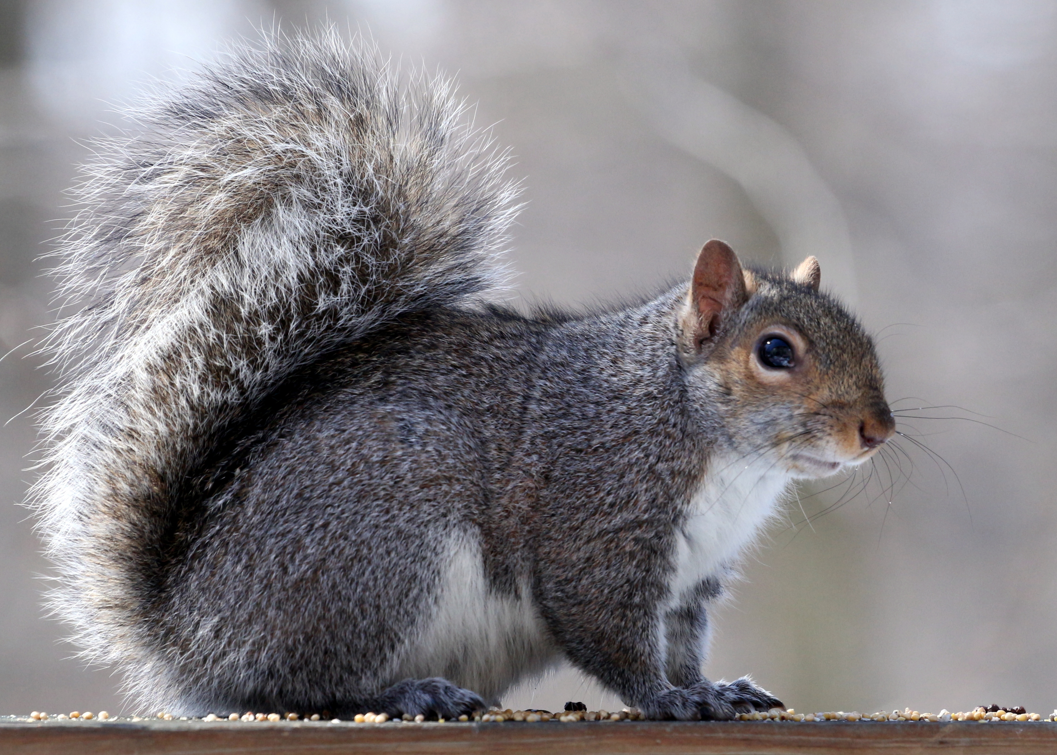 Handling Your Own Squirrel Issues in GA|Perimeter Wildlife | Perimeter Wildlife Control