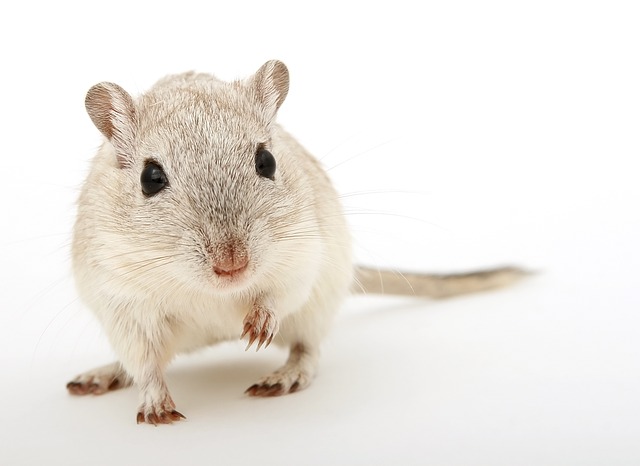 Pest Control Tips: A Guide to Keeping Unwanted Pests Away | Perimeter Wildlife Control