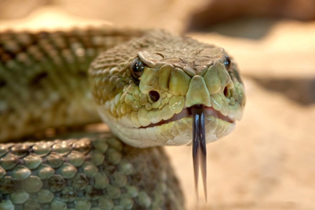 Emergency venomous snake removal Atlanta, Georgia