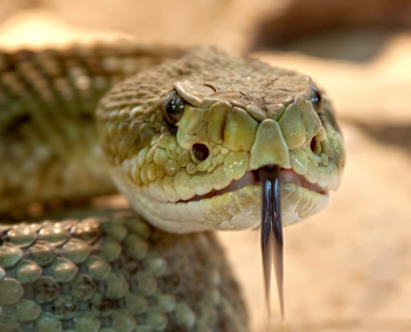 Emergency venomous snake removal snake trapping services Atlanta Georgia