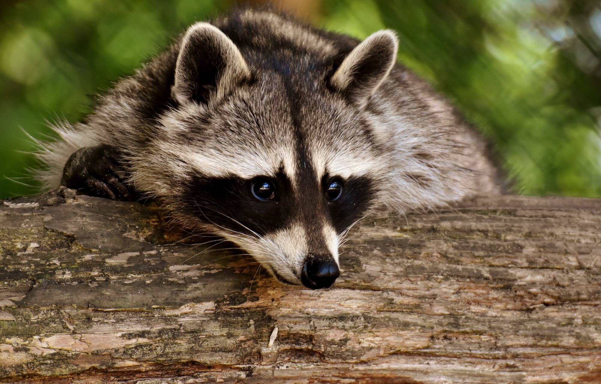 Raccoon Removal: How to Prevent and Remove Raccoons on Your Property