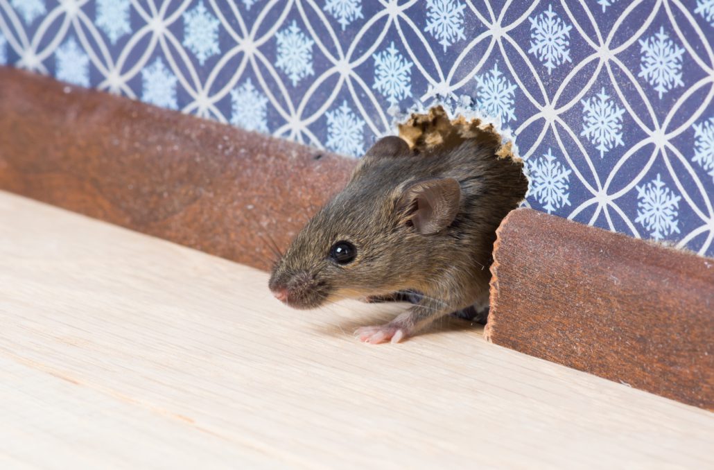 Rodent Control  Rodent Extermination & Exclusion Services For