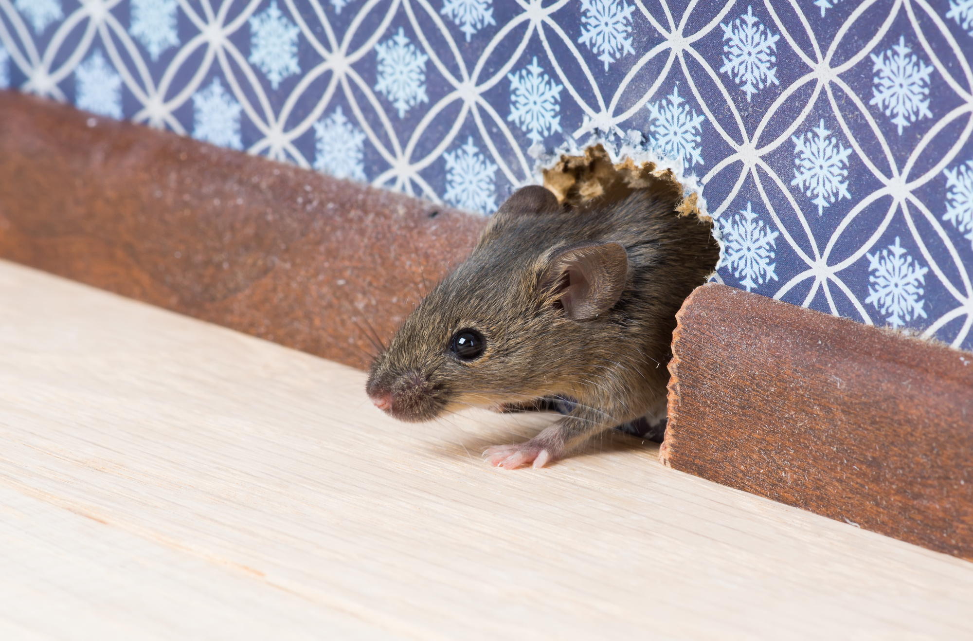 Common Pest Animals That May Be in Your Home