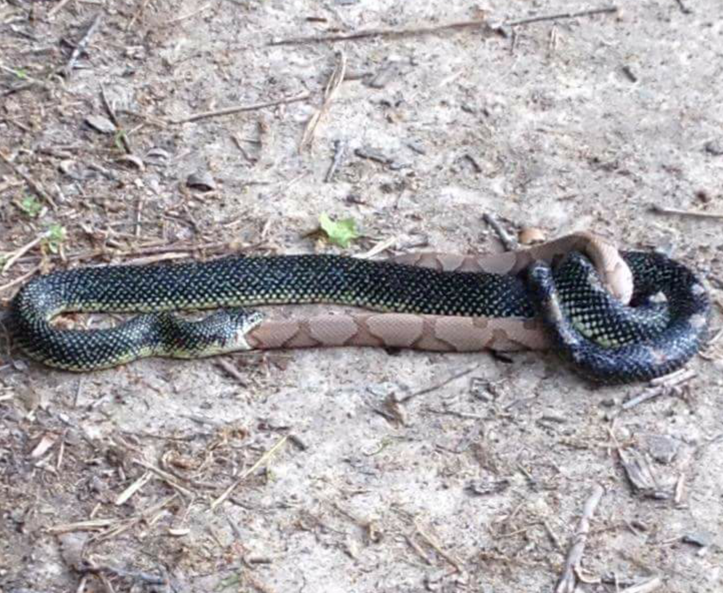 Atlanta Snake Trapping Services