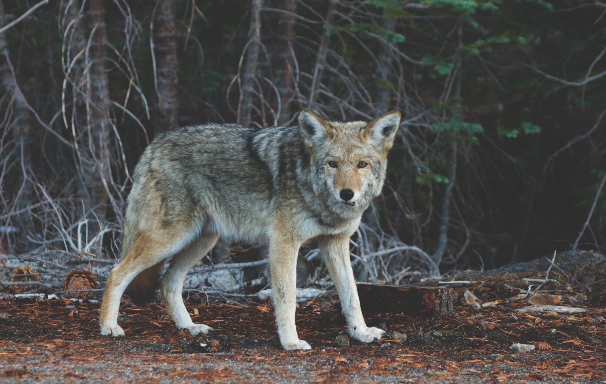 Atlanta Coyote Control: What Attracts Coyotes to Your Property?