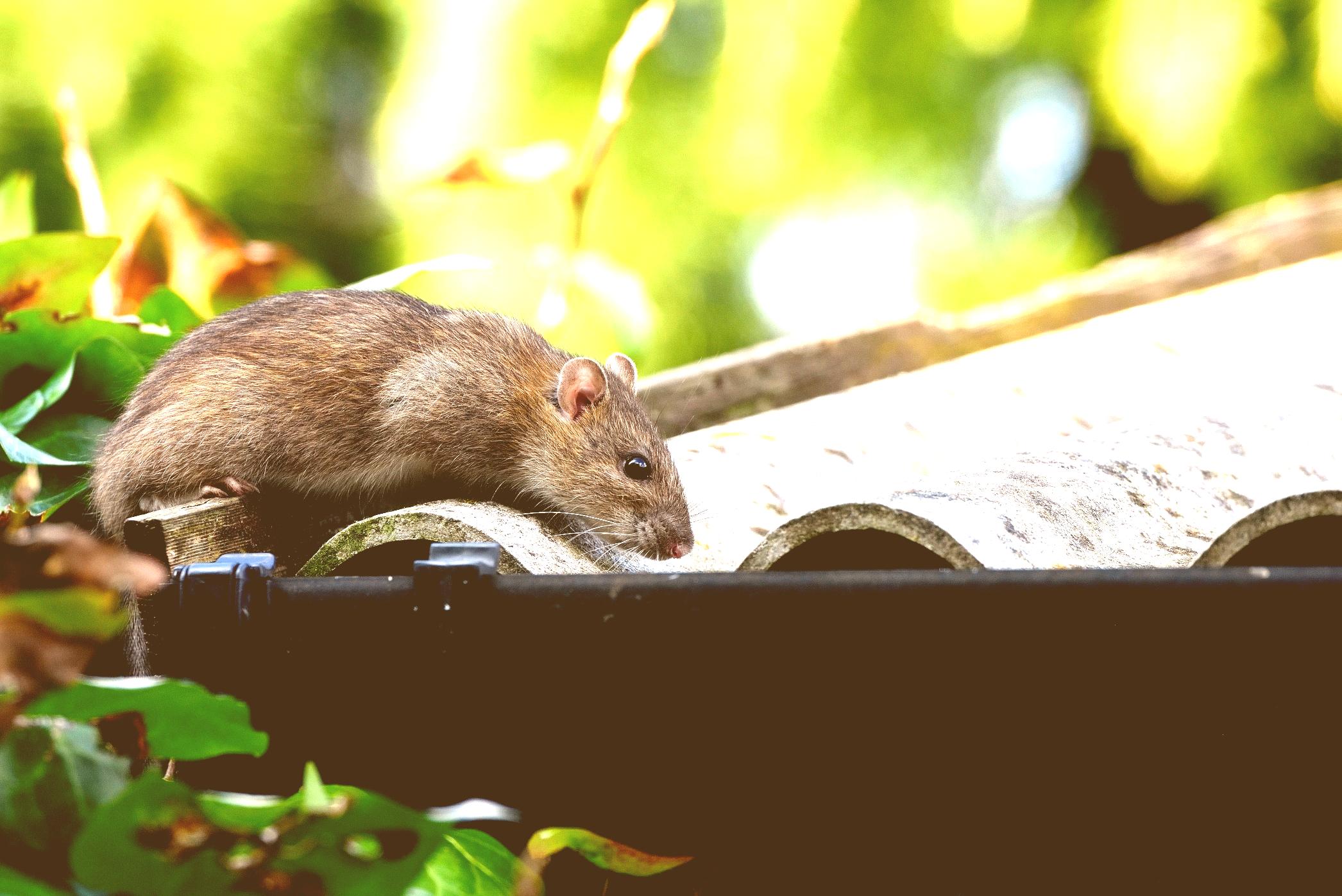 Prevention and control of rodent infestation in Atlanta